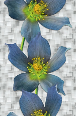 Панель стеновая 2,7х0,25м "Клематис (декор1 )" 8мм( 8/622 )